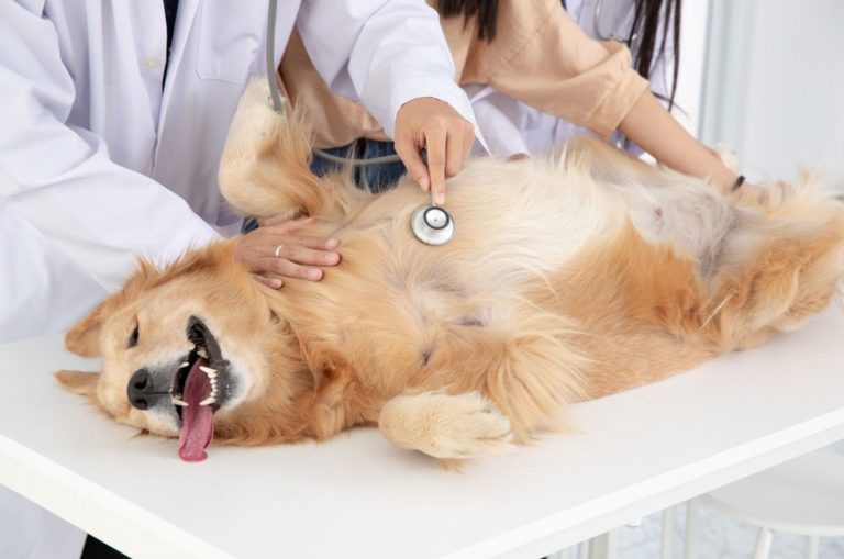 dog at vet ambulance