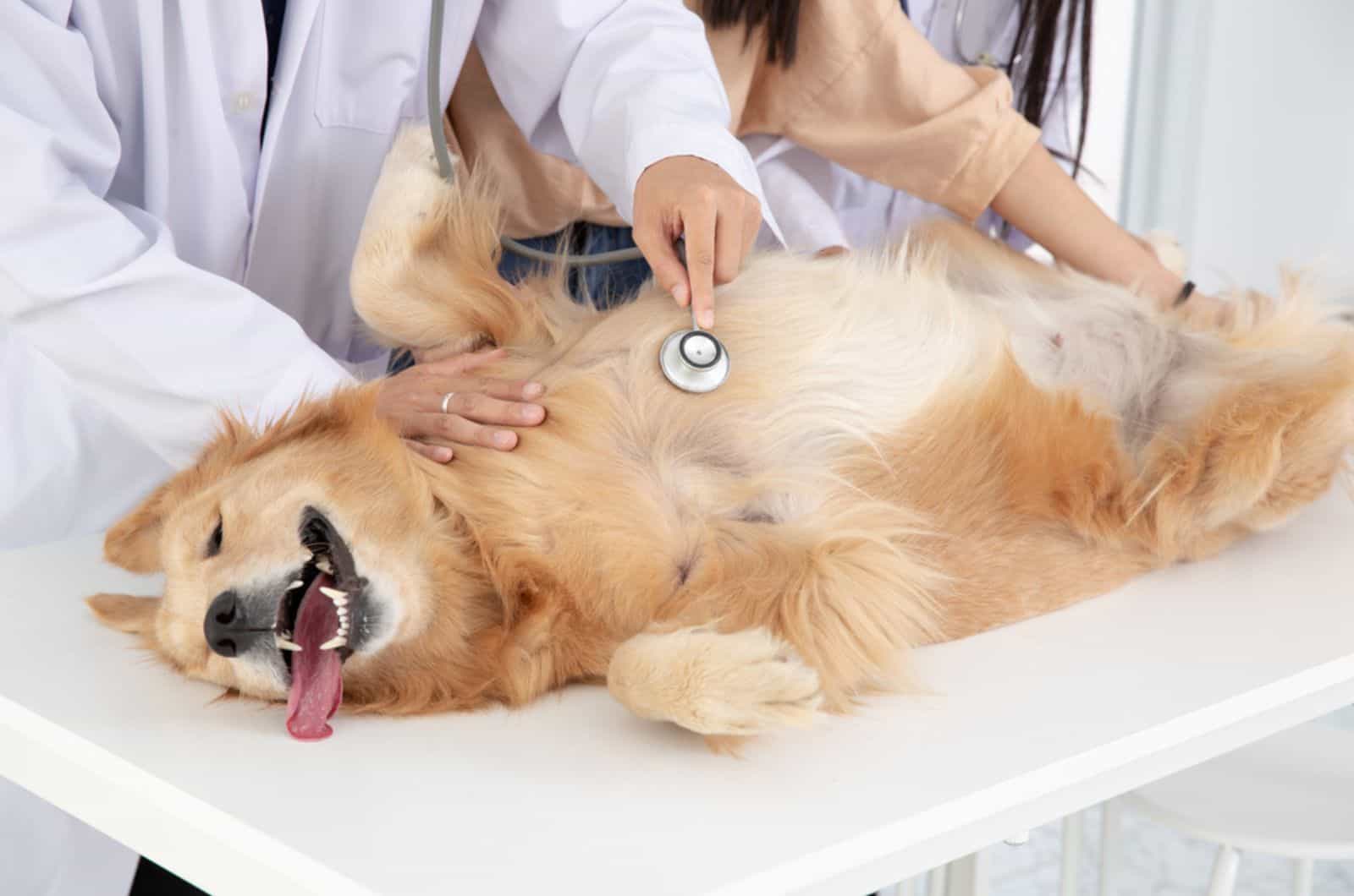 dog at vet ambulance