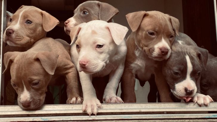 Pitbull Breeding For Beginners – A Quick Guide