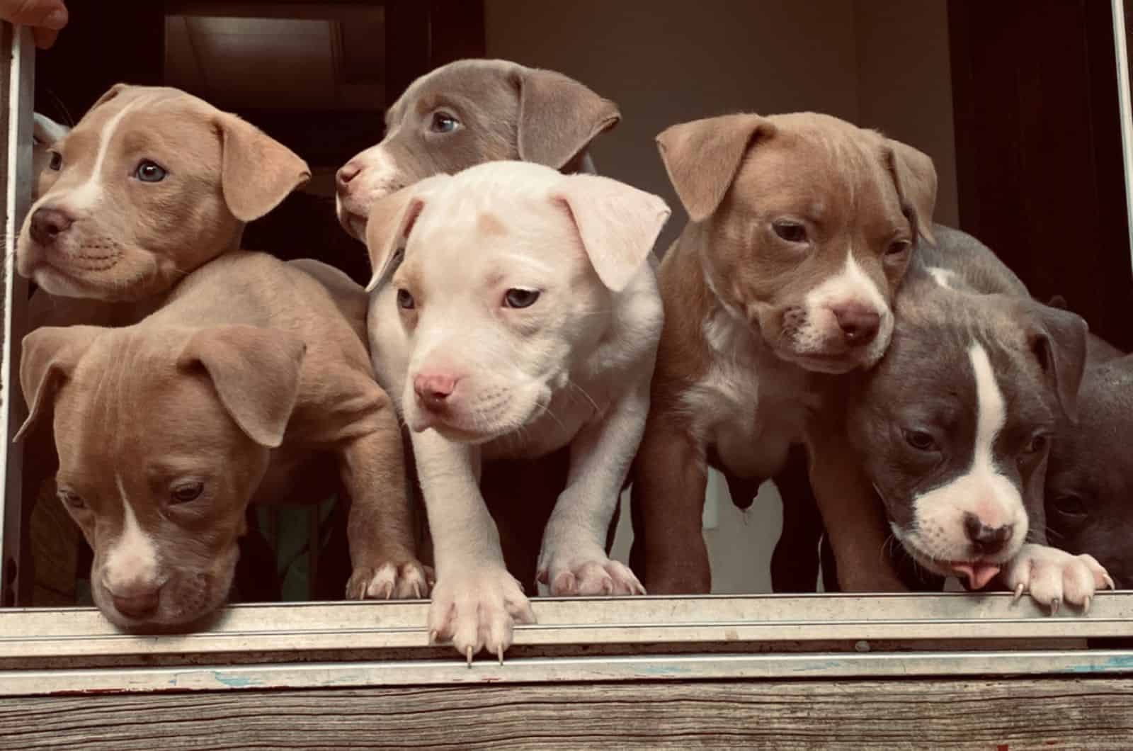 Pitbull Breeding For Beginners – A Quick Guide