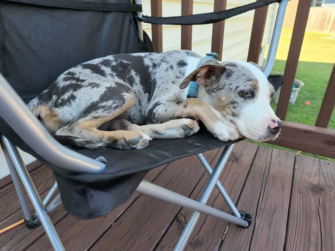 Pitbull Bully Mix is lying on a chair