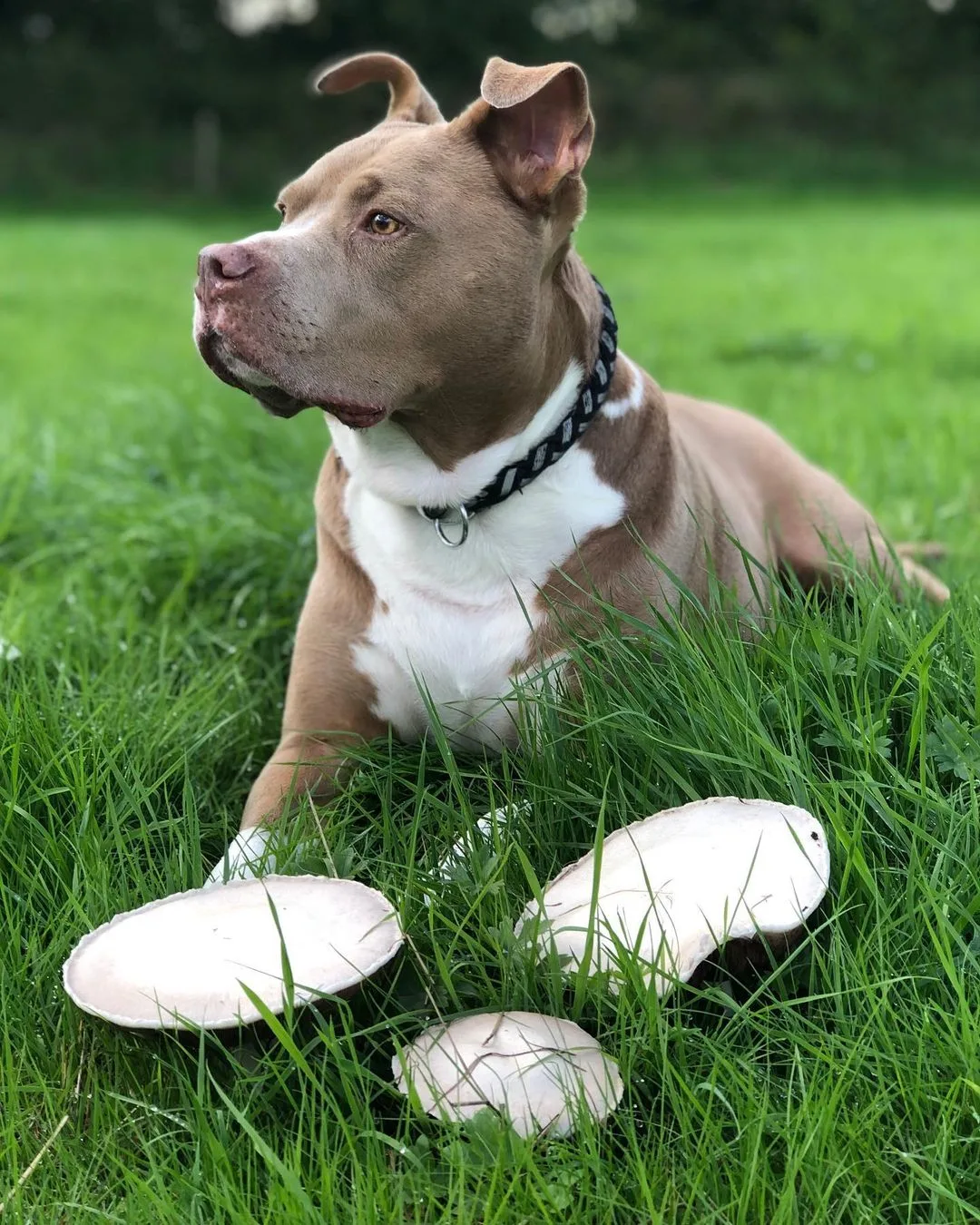 Pitbull Bully Mix is lying on the grass