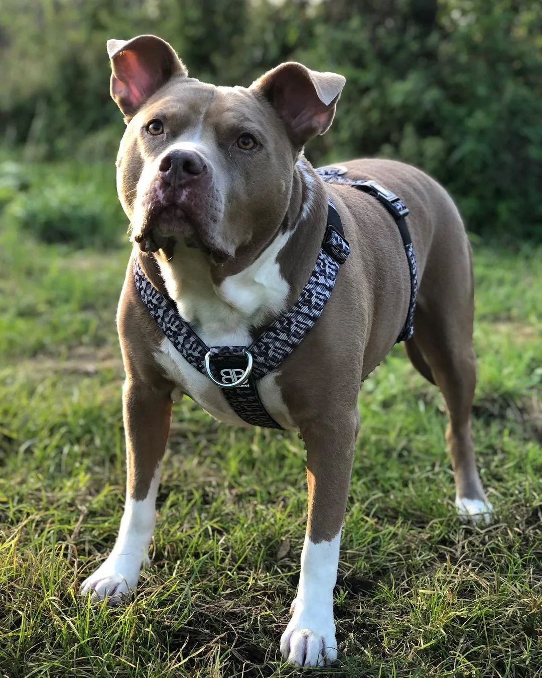 Pitbull Bully Mix is standing in a meadow and looking at the camera