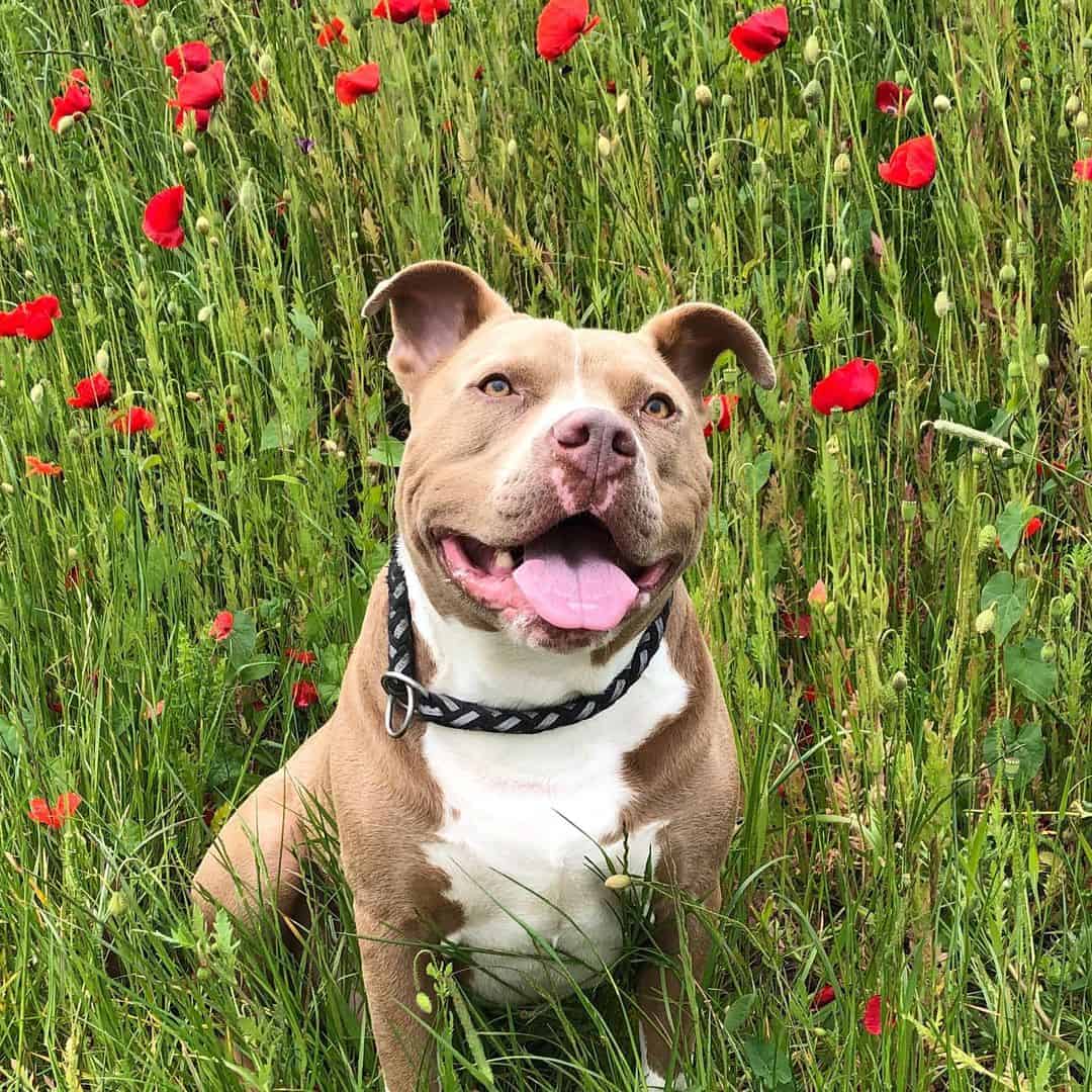 Pitbull Bully Mix sitting in a field