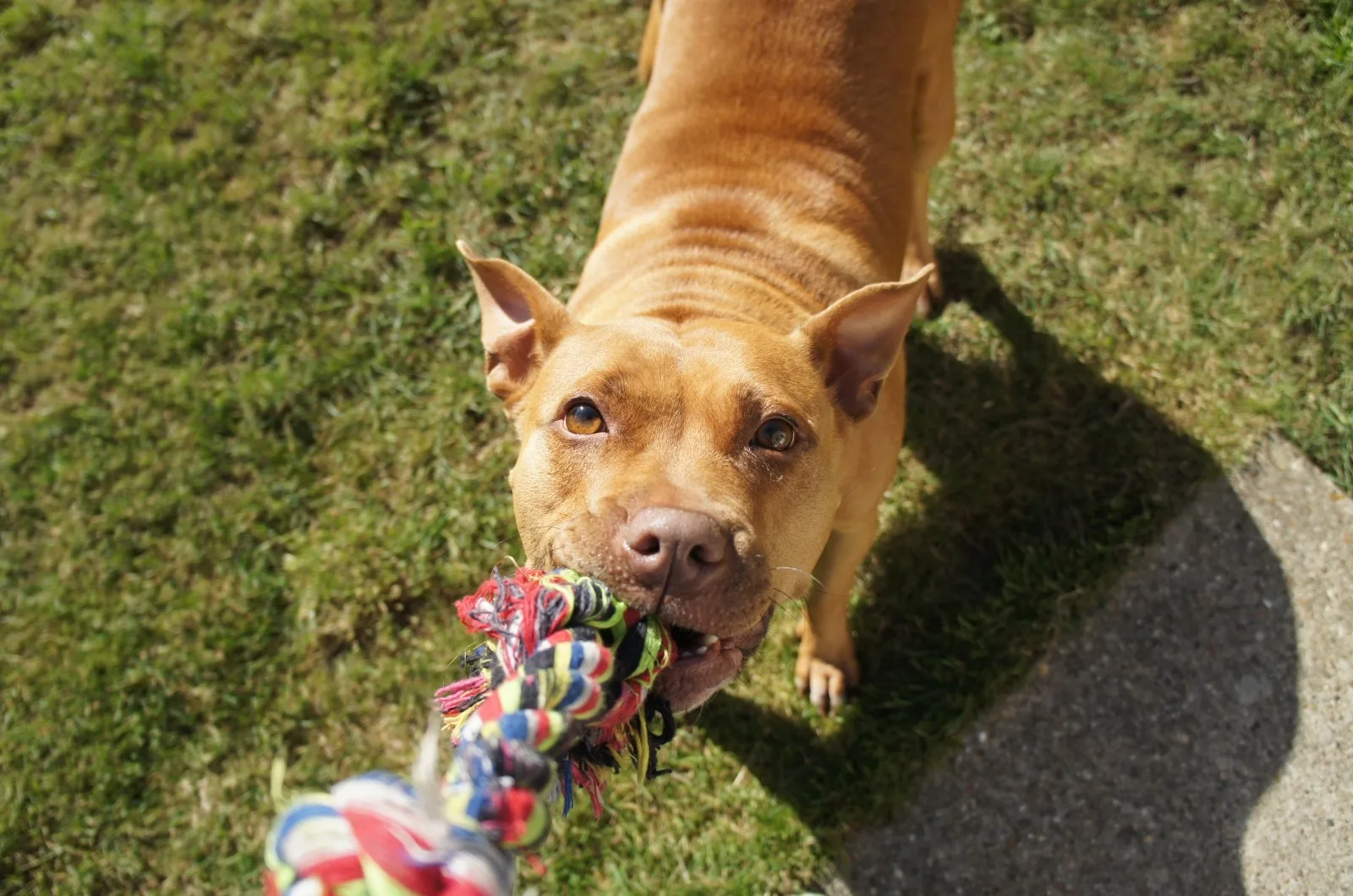 Pitbull playing with toy