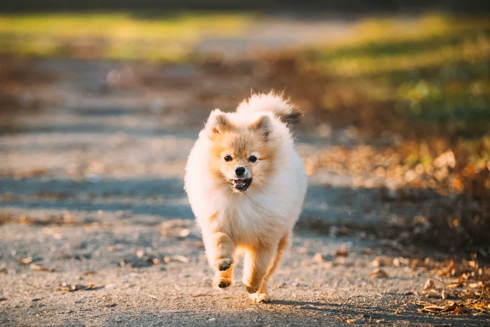 Pomeranian walking outside