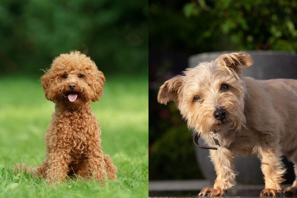 7 Norfolk Terrier Mixes Good, Better, The Norfolk Mix