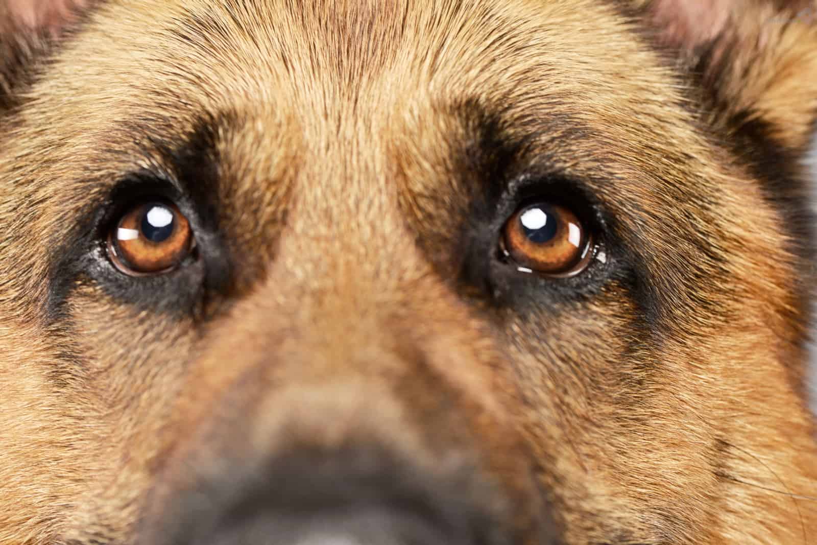 Portrait of an adorable German shepherd dog, studio shot.