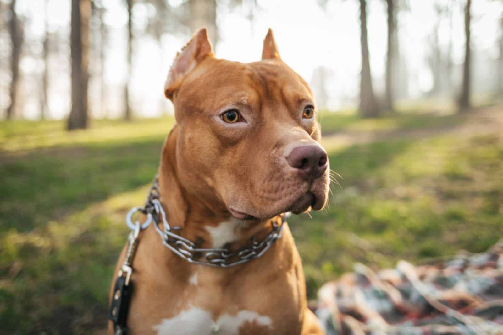 Portrait of brown American pitbull terrier in outdoors in the forest