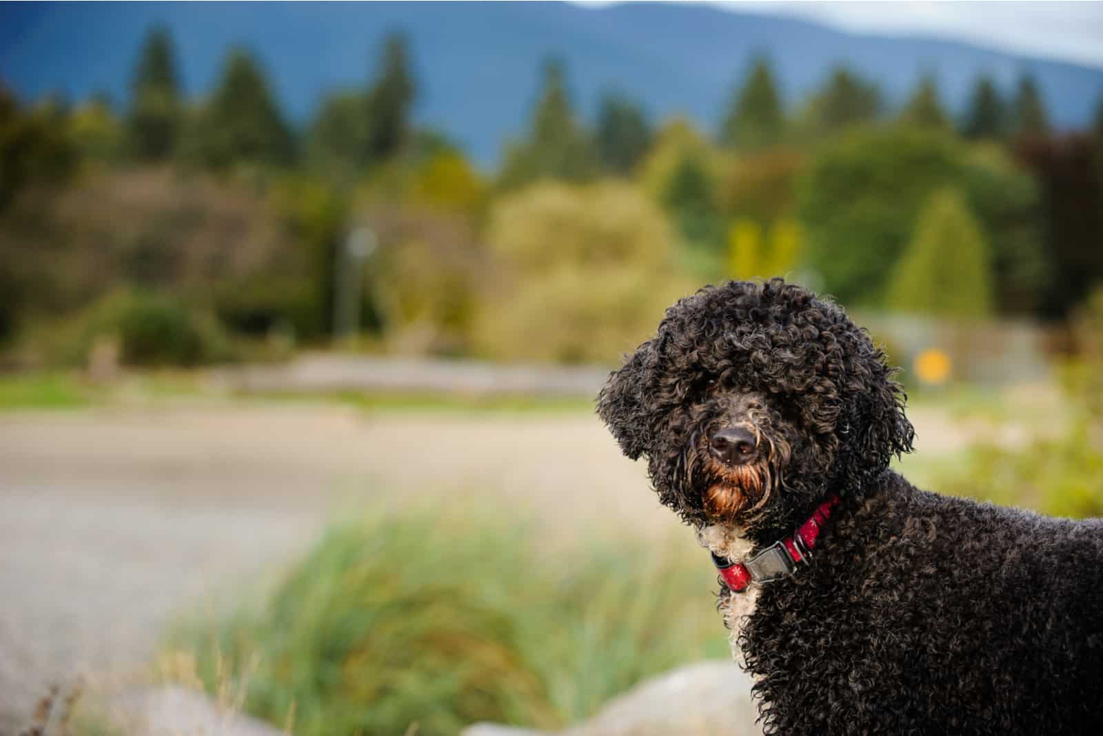 Portuguese Water Dog outdoor