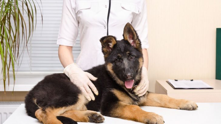 Pros And Cons Of Neutering A German Shepherd