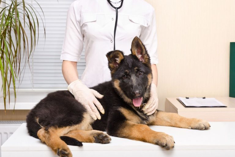 german shepherd laying on veterinarian table with vet