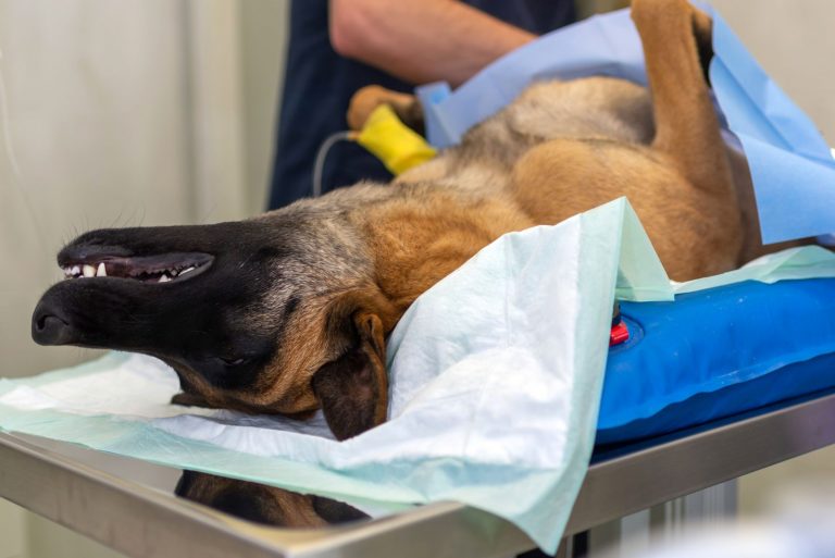 German Shepherd sterilization
