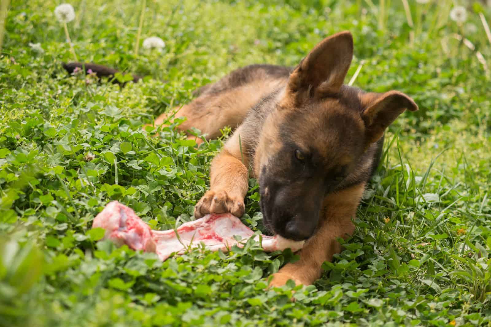 Puppy german shepherd dog eat, chew and nibble a raw bone