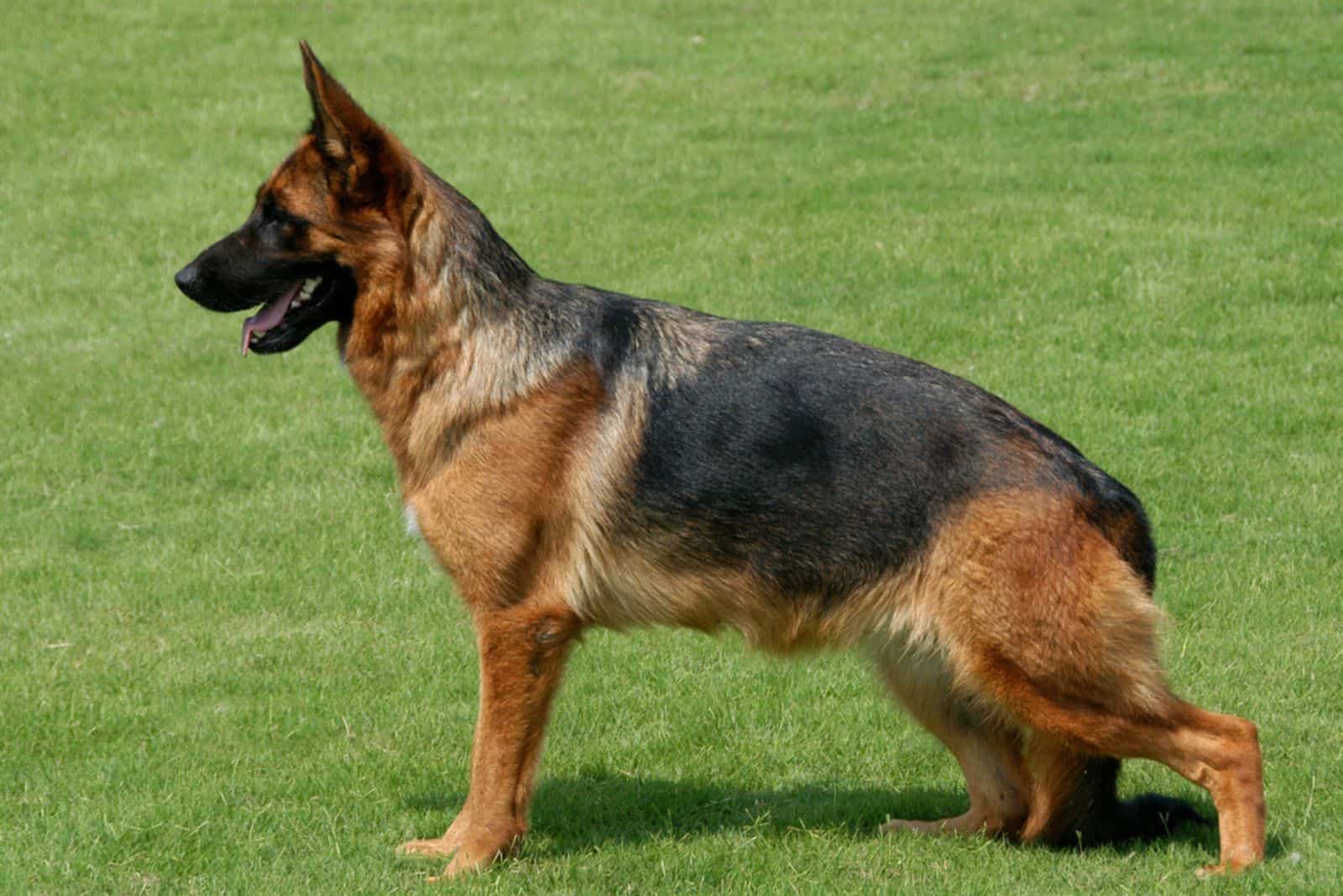 Pure breed champion German shepherd dog in show stand on green grass