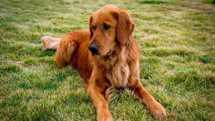 Red Golden Retriever: Things We Should Know About This Dog