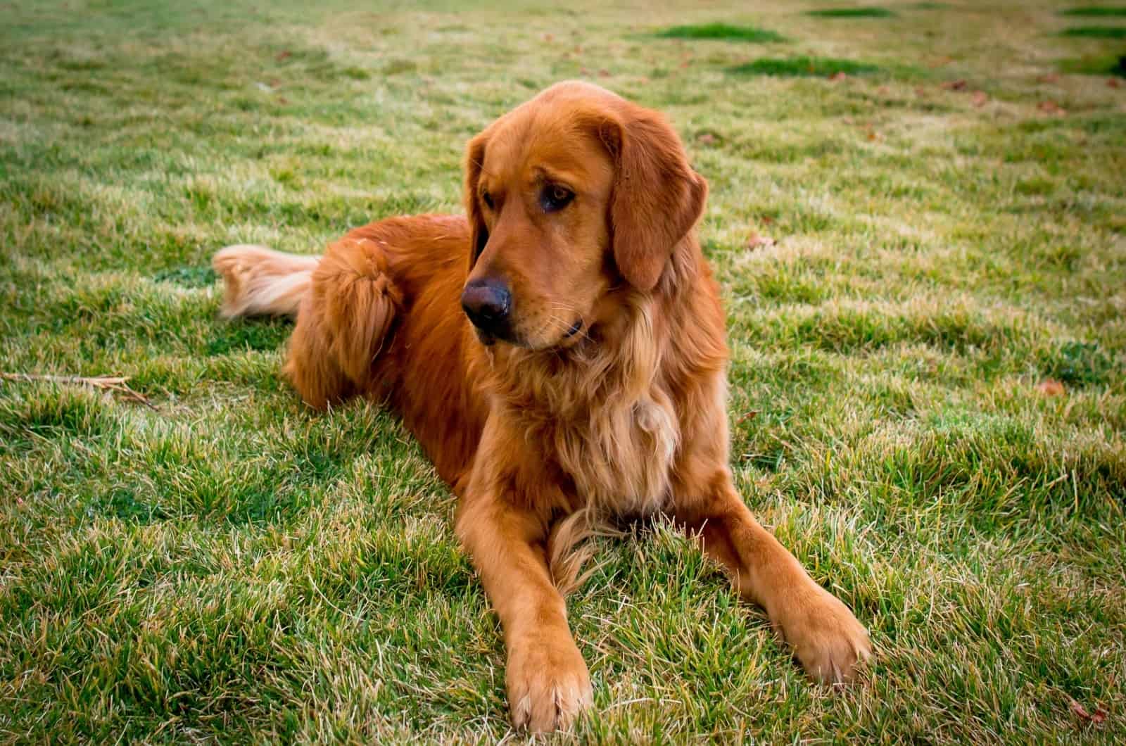 Red Golden Retriever sitting on grass