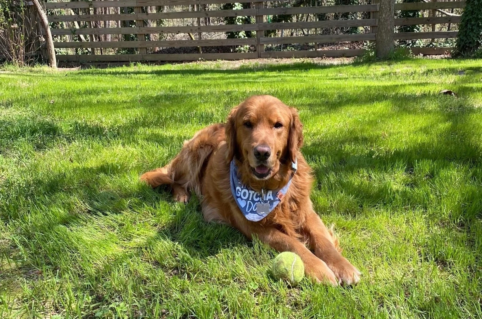 Red Golden Retriever looking at camera