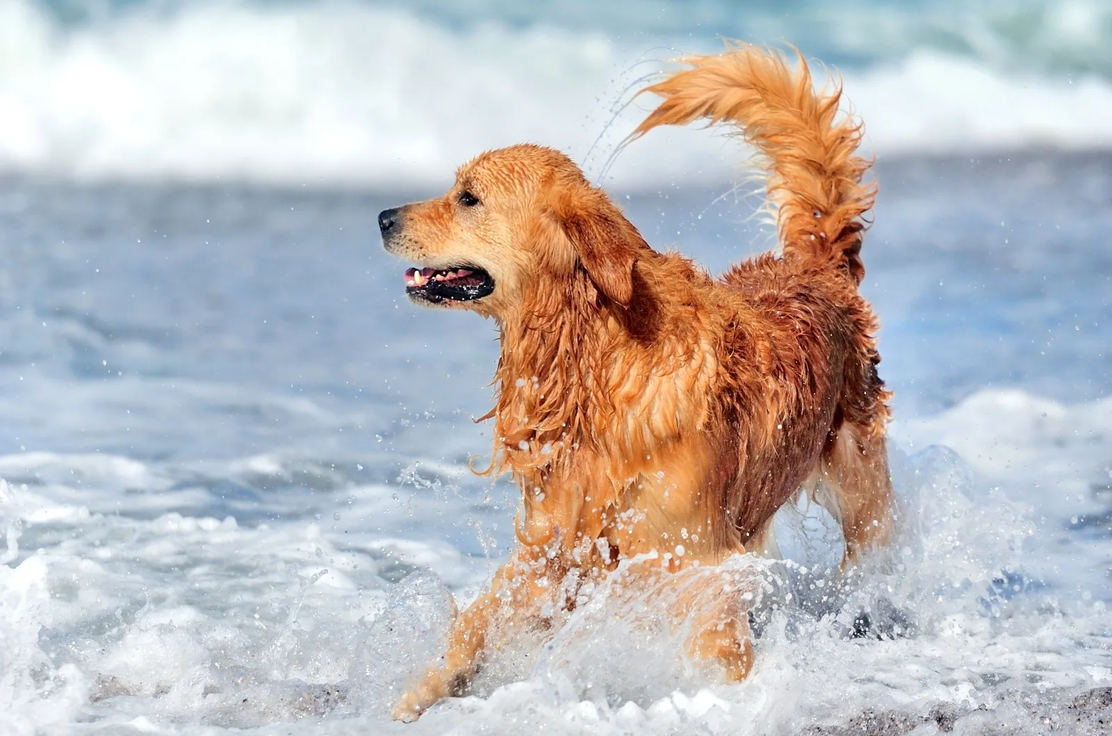 Red Golden Retriever playing in water