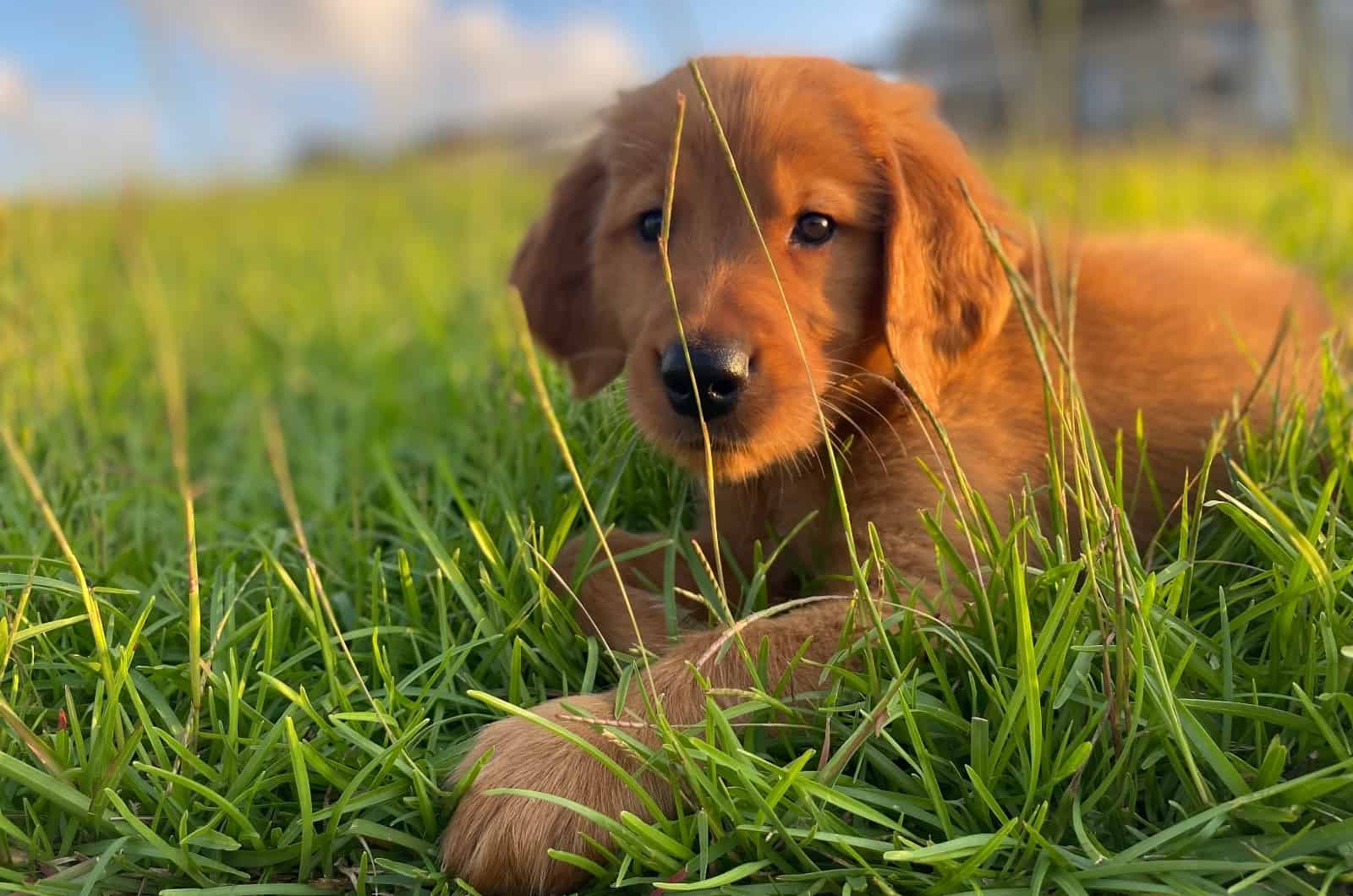 Red Golden Retriever puppy