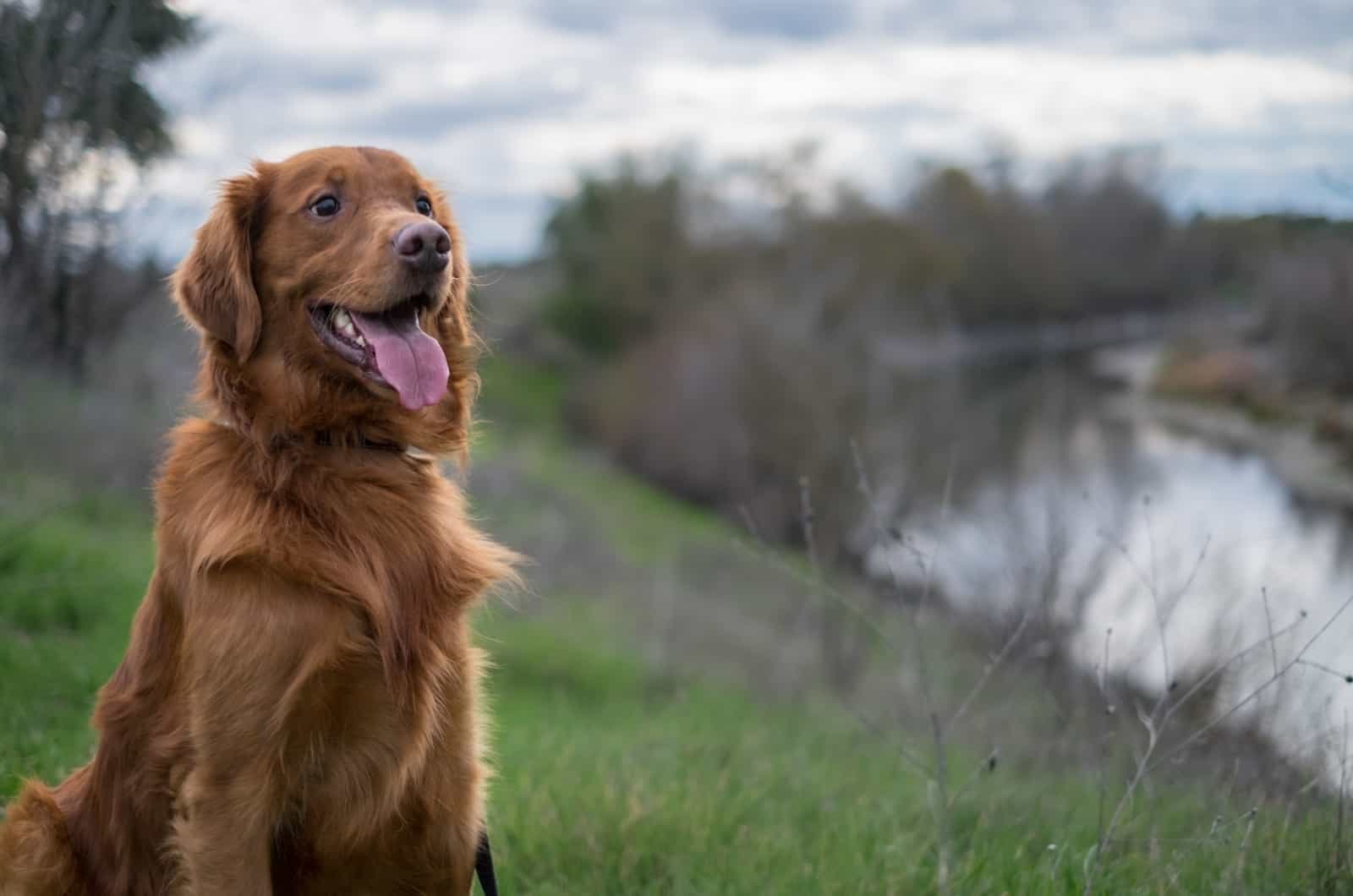 Red Golden Retriever sitting in nature