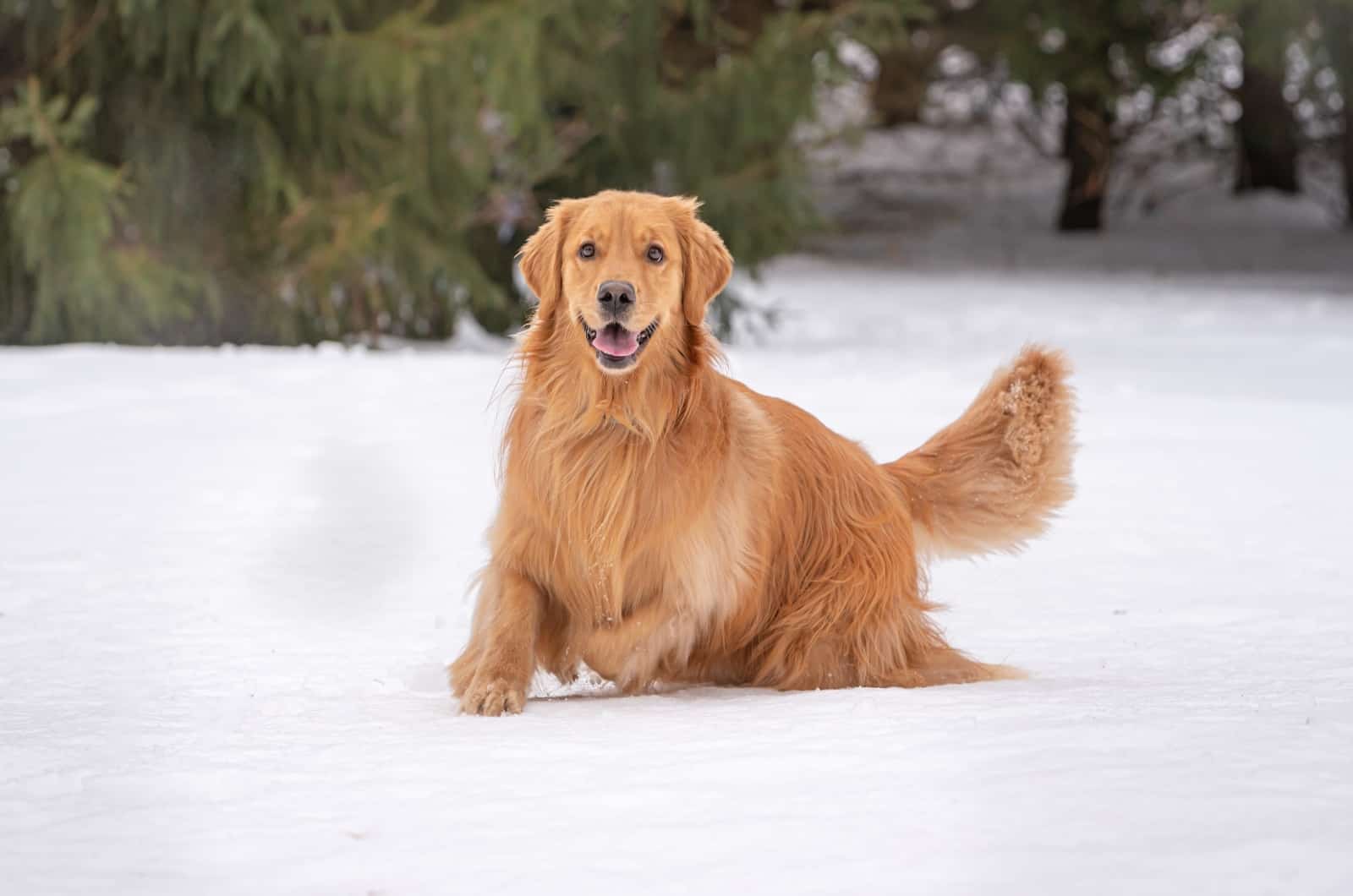 Red Golden Retriever sitting in snow