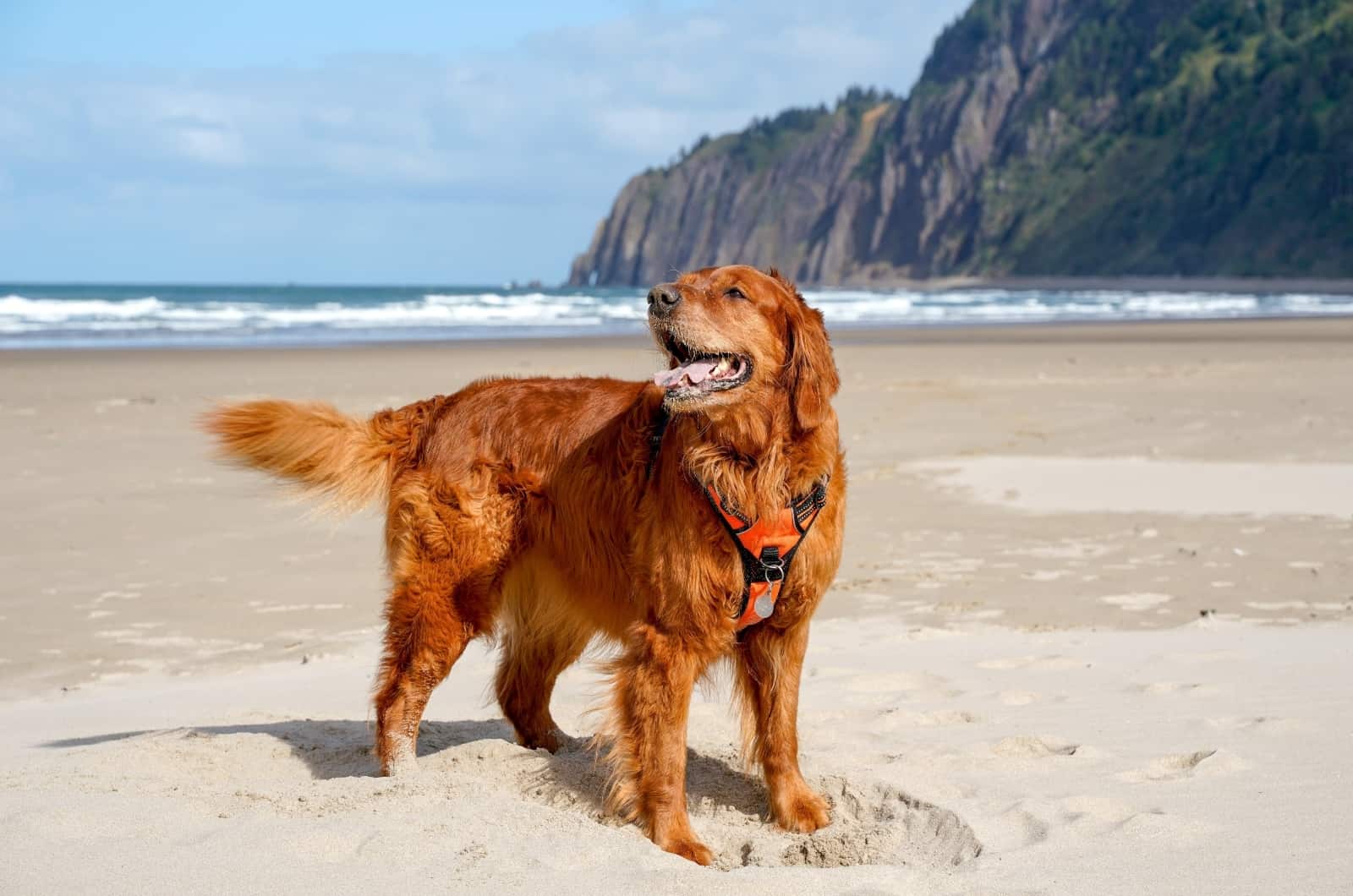 Red Golden Retriever standing on beach