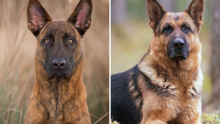 Resolving The Dutch Shepherd Vs German Shepherd Confusion