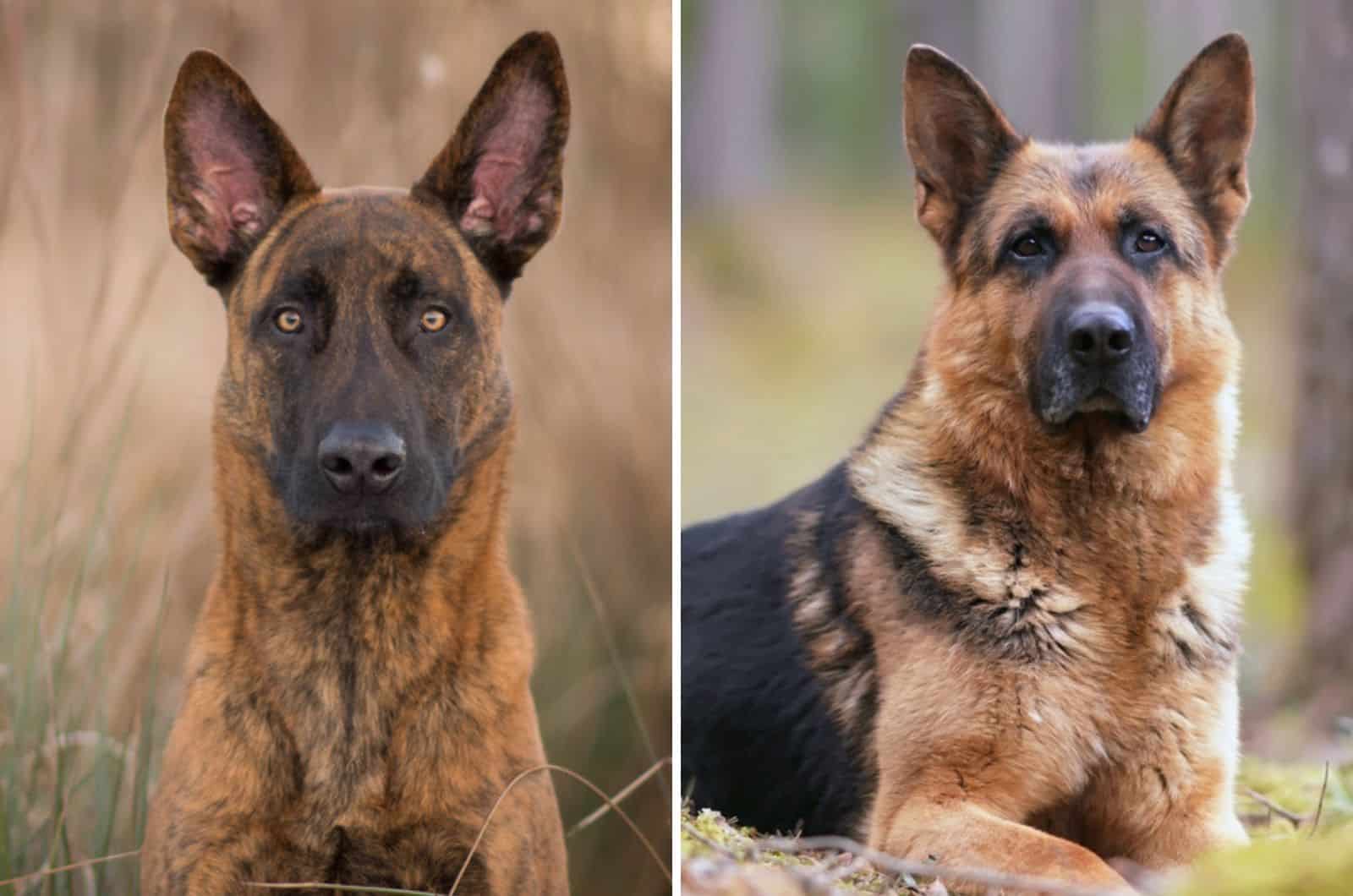 dutch shepherd vs german shepherd