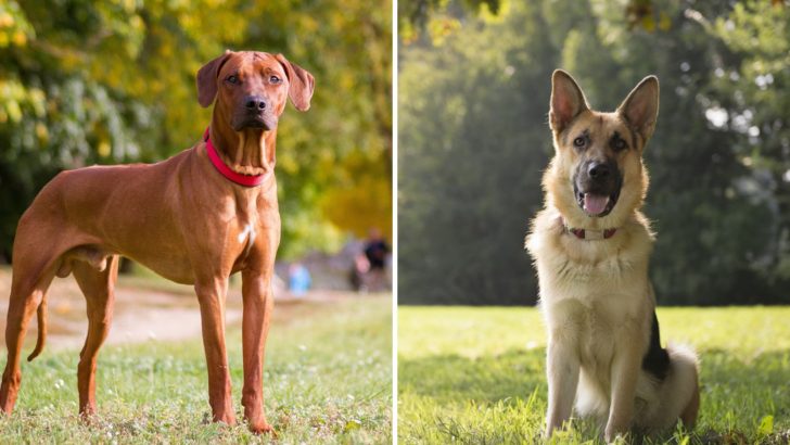 Rhodesian Ridgeback German Shepherd Mix Traits And Health