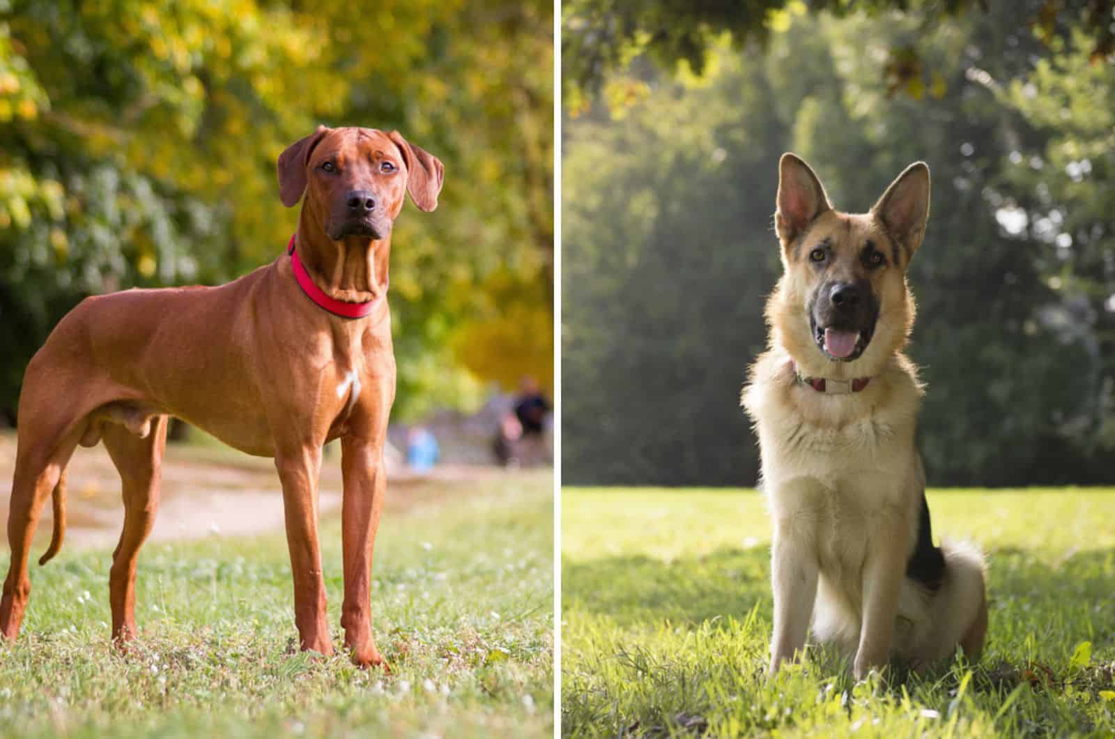 rhodesian ridgeback german shepherd mix