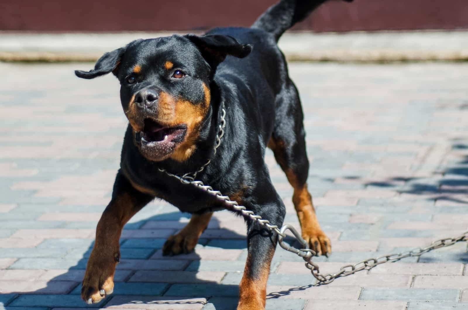 Rottweiler Growling at someone