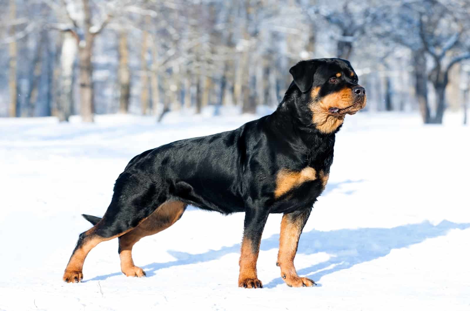 Rottweiler Growling while standing on snow