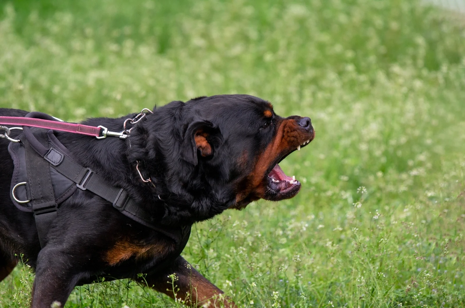 Rottweiler Growling while standing outside