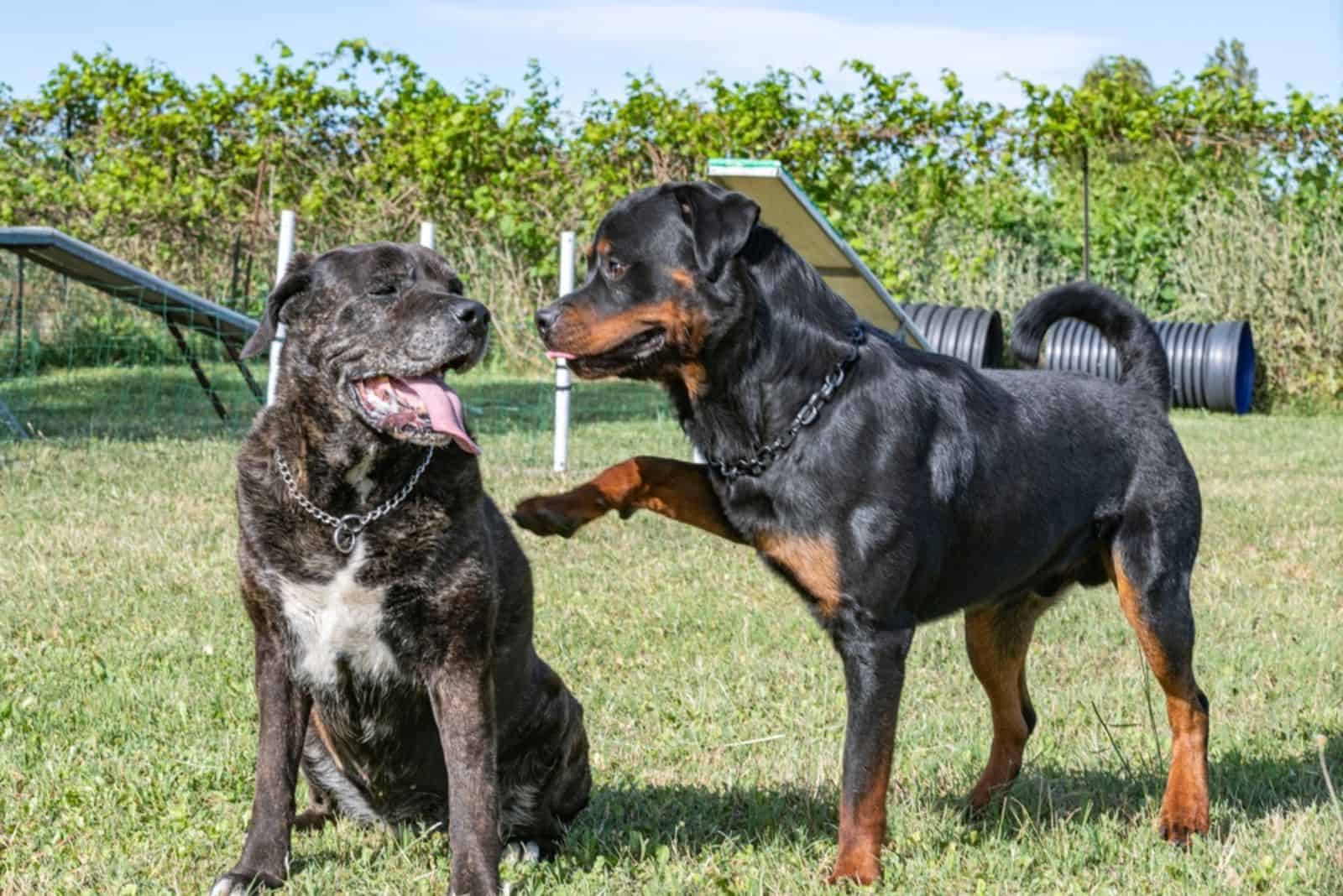 Rottweiler plays with cane corso
