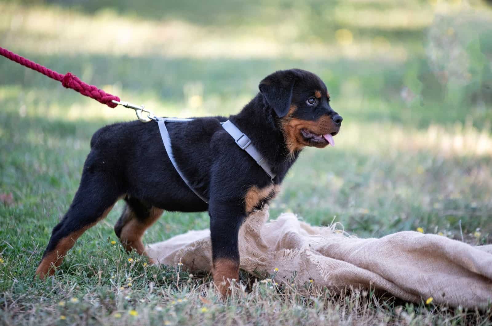 Rottweiler puppy Growling