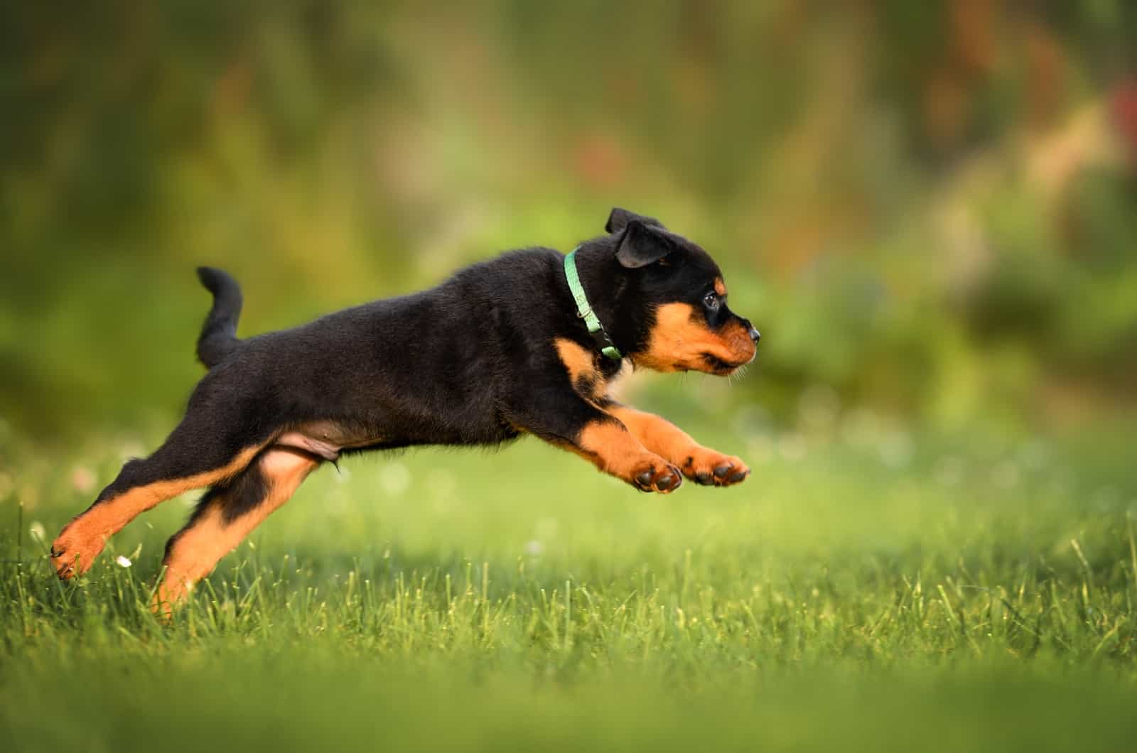 Rottweiler puppy with collar playing outside
