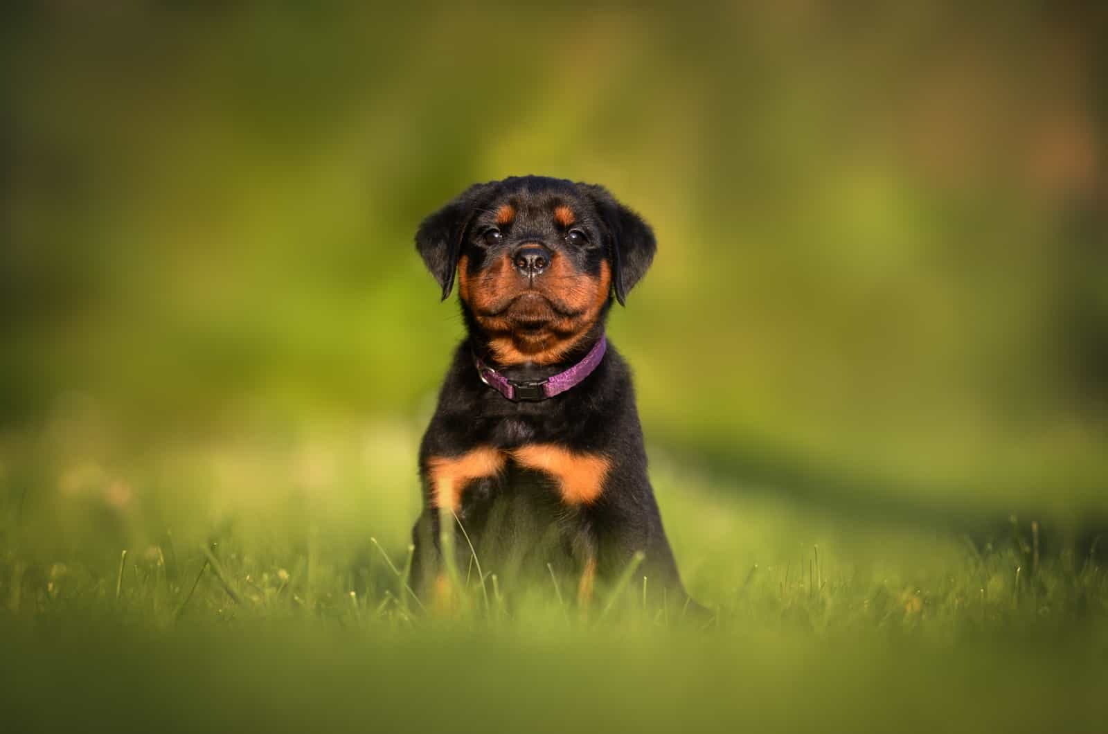 Rottweiler puppy with collar