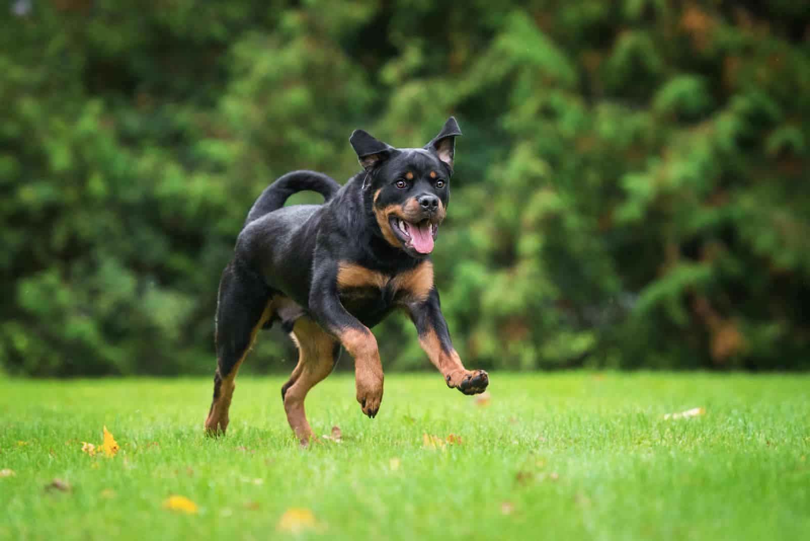 Rottweiler runs across the field