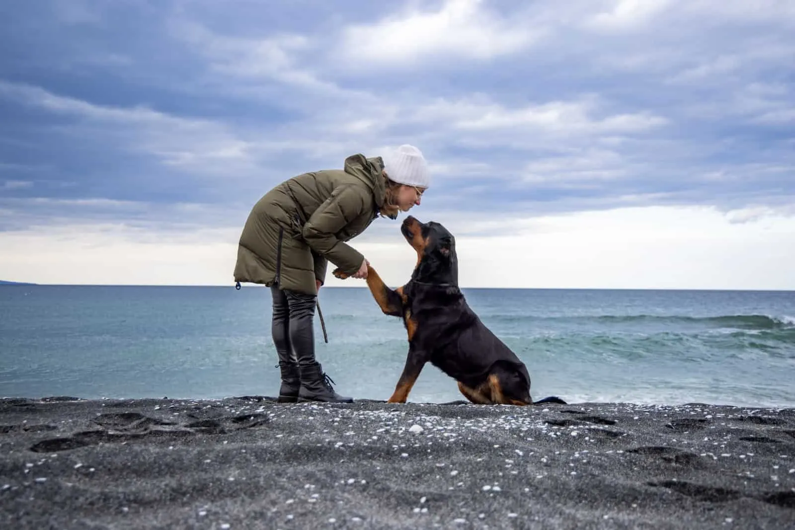 Rottweiler sits on a sandy sea wild beach, and gives a paw to his happy cheerful adult female hostess