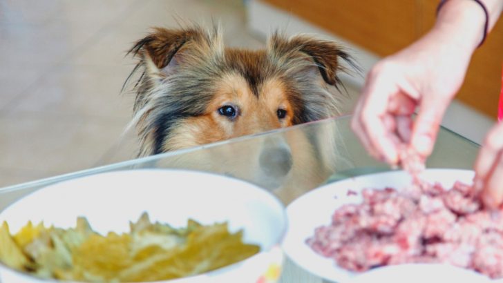 Rough Collie Feeding Chart — How Much To Feed Them