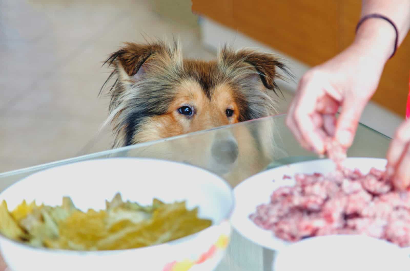 rough collie looking at food on the table