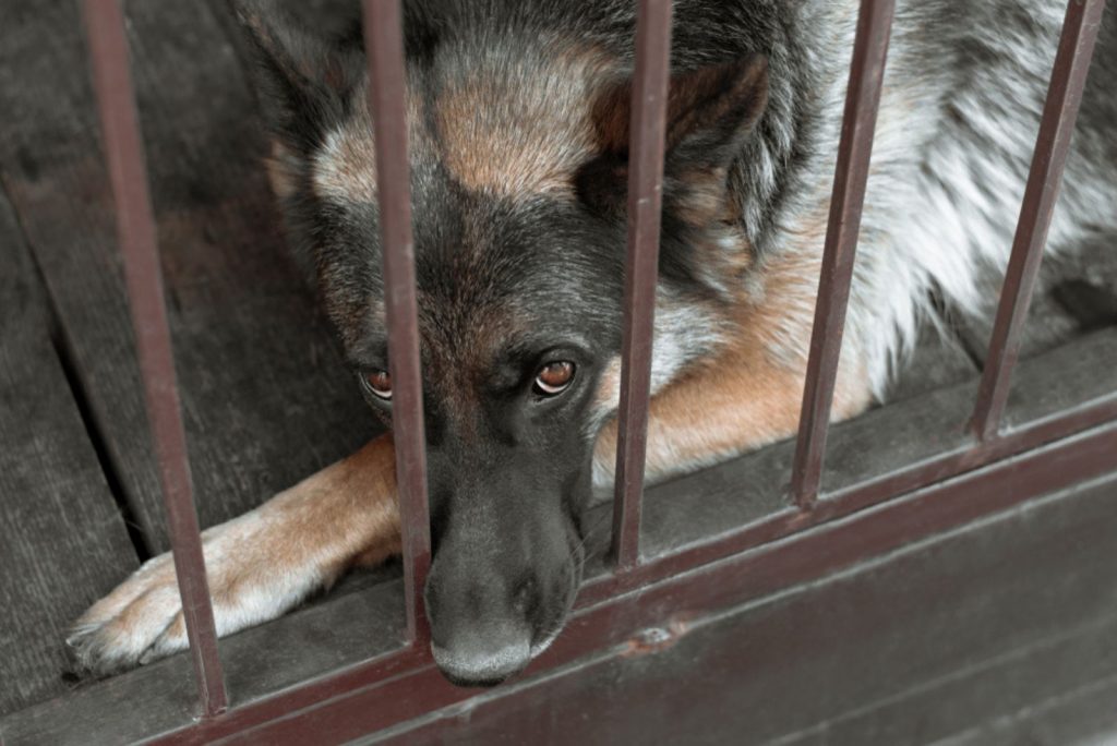 Sad German shepherd in the aviary