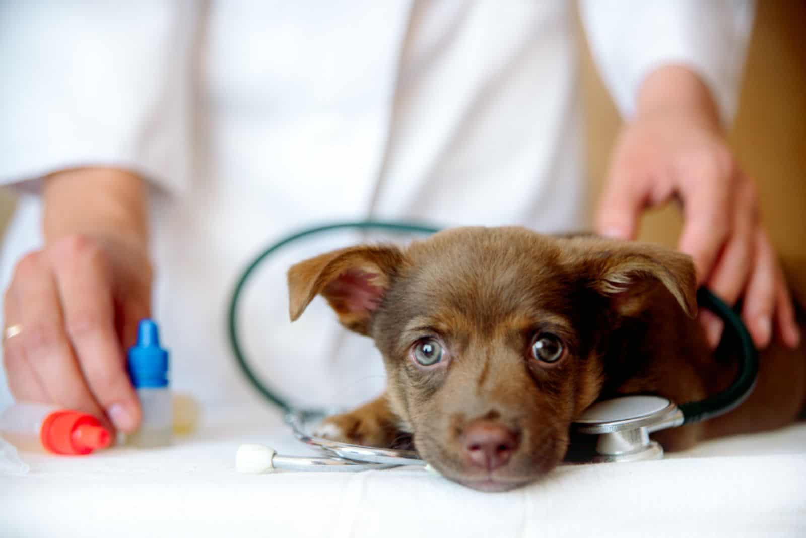 Sad and sick dog at the vet