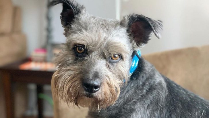 Schnauzer Terrier Mix: A Proud Dog Breed With A Suitable Attitude