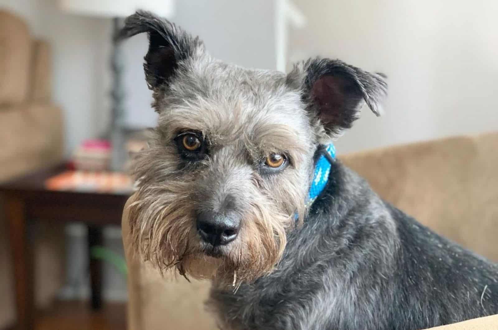 schnauzer terrier mix dog portrait