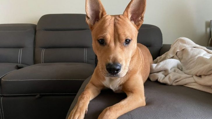 Shiba Inu Pitbull Mix: Get To Know This Dog Breed