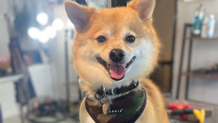 Shiba Inu Pomeranian Mix: A Designer Dog For Beauty Shows