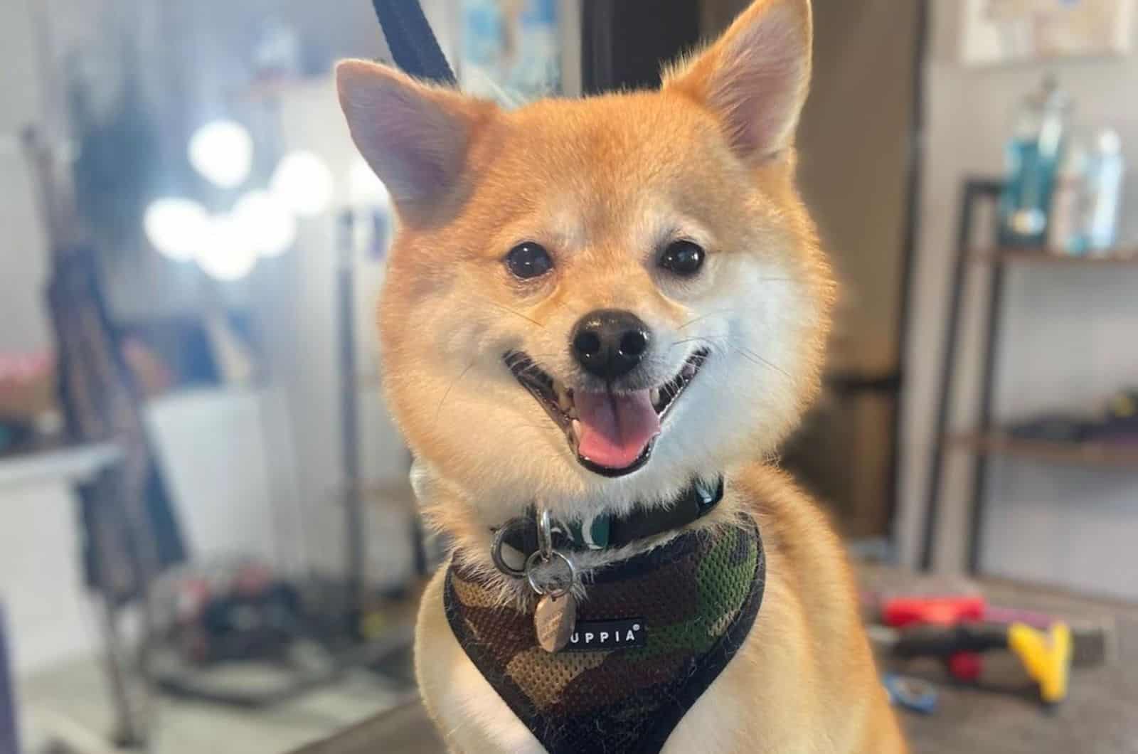 Shiba Inu Pomeranian mix