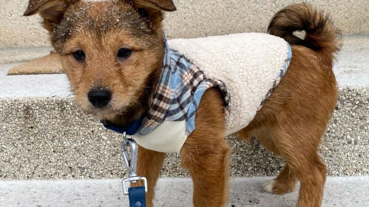 Shiba Inu Poodle Mix: The Poo-Shi Guide